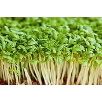 Upland Curled Cress Seed, Sprouts, Heirloom, 500 Seeds, Broadleaf, Micro Greens