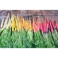 thumbnail image 2 of 500 Seeds RAINBOW CARROT MIX White Red Yellow Purple Orange Daucus Carrota Seeds, 2 of 8