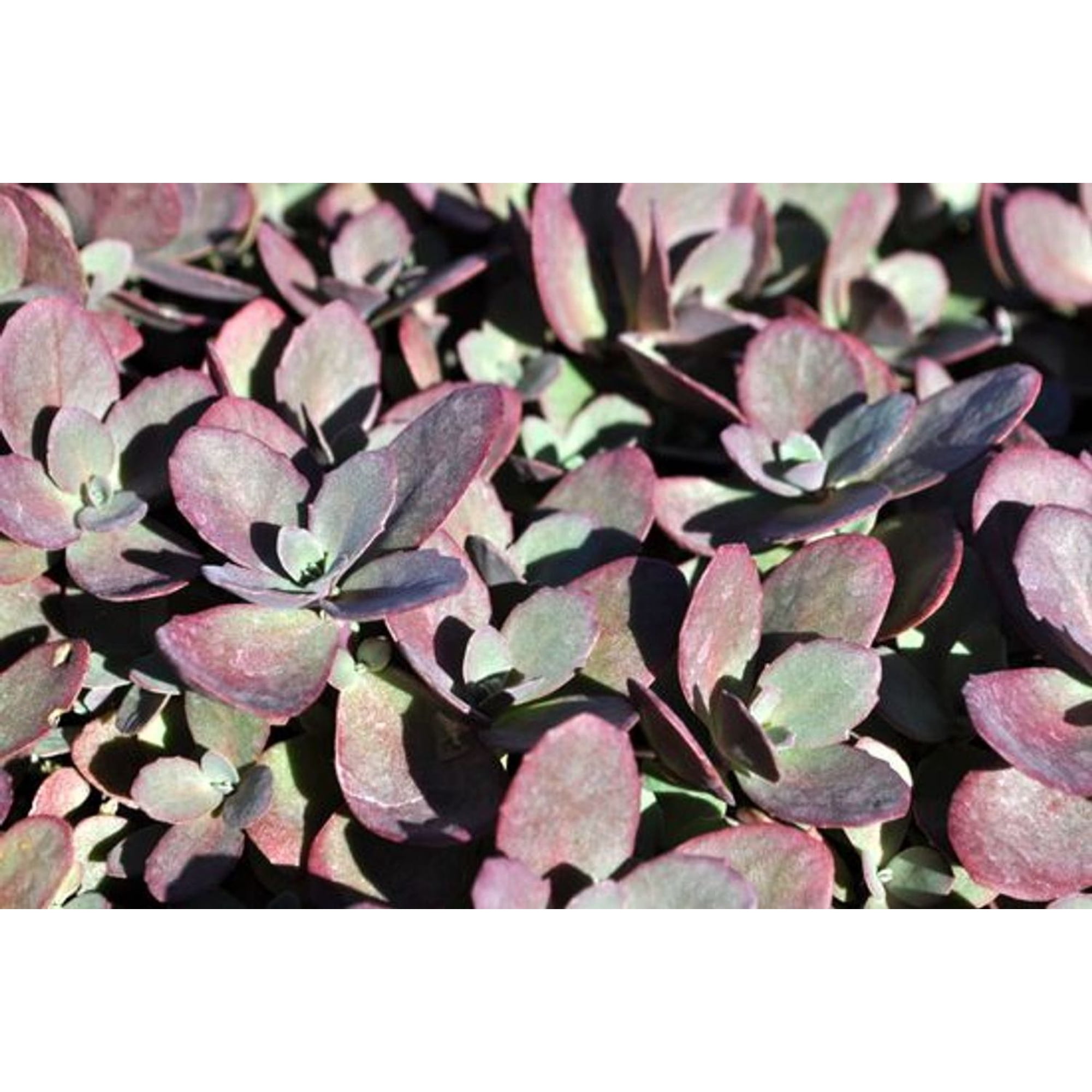 SunSparkler Firecracker Sedum - Stonecrop - Magic in the Sun - Quart Pot
