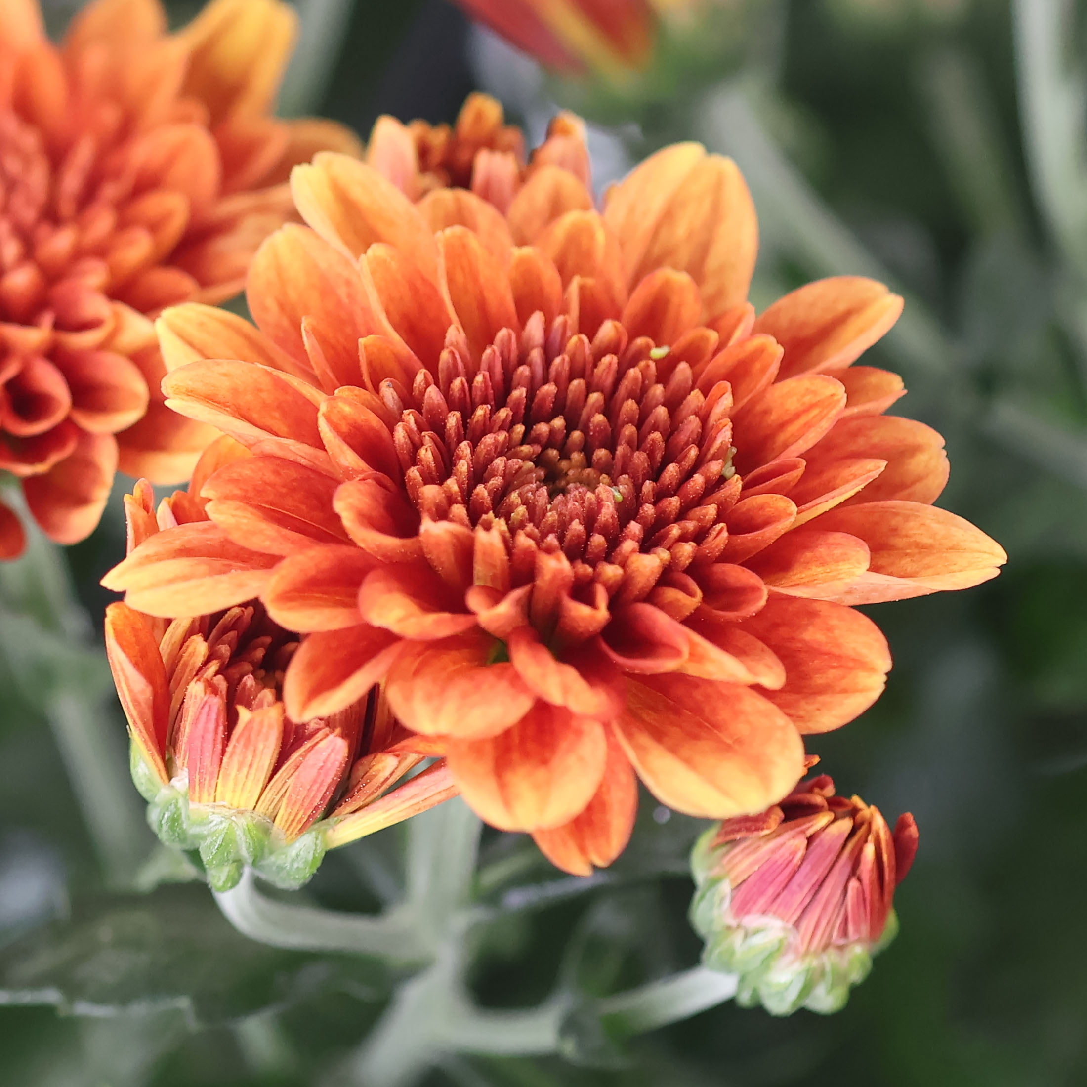 Expert Gardener 12" Orange Mum Live Plants in 6" Grower Pot Full Sun