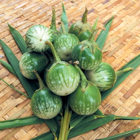 Eggplant Seeds - Thai Round - 4 Oz ~26000 Seeds - Non-GMO Heirloom - Asian Garden Vegetable