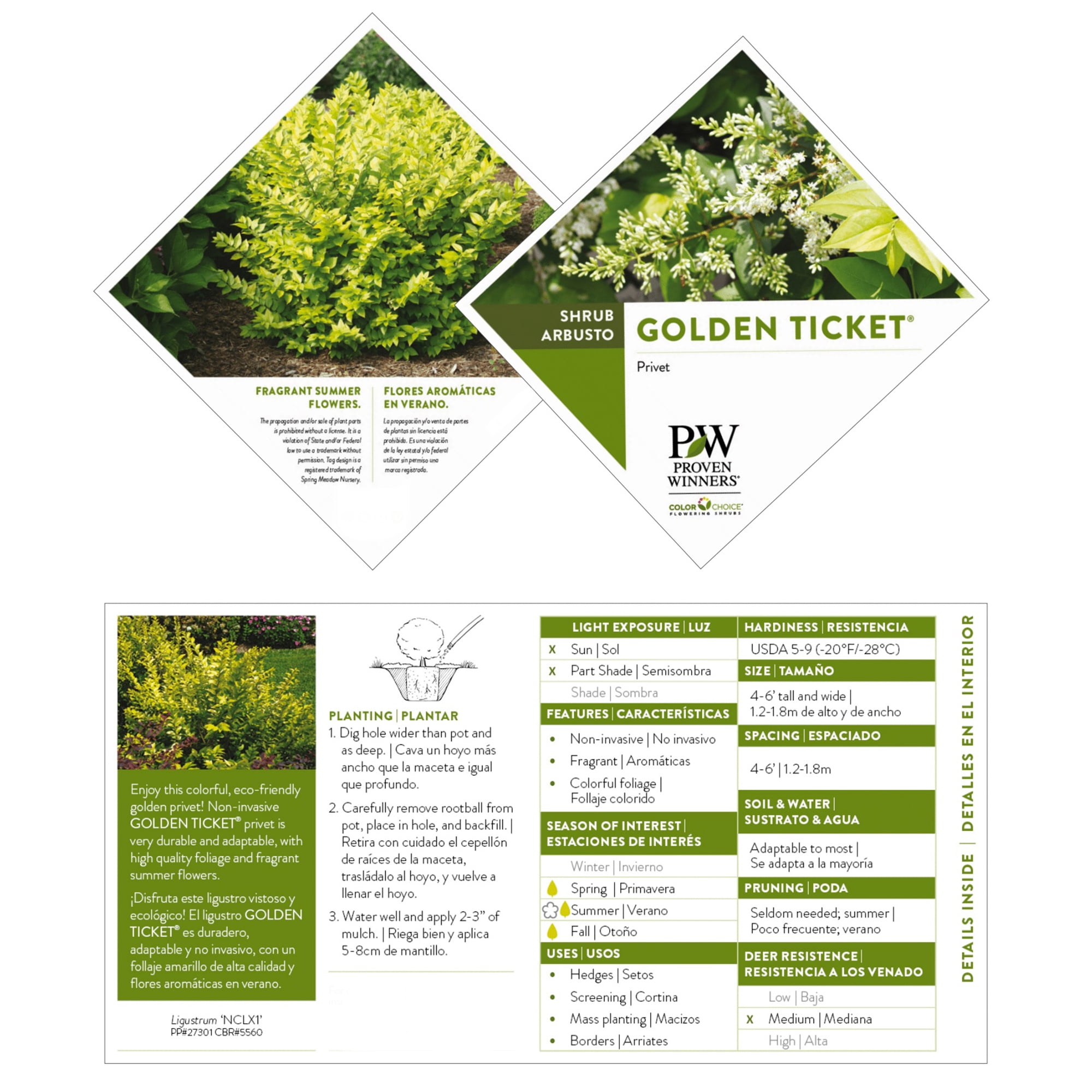 Proven Winners ColorChoice Golden Ticket Ligustrum Live Shrub (2 Gallon)
