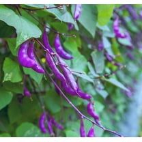 CZ Grain 15 Purple Hyacinth Bean Vine Seeds