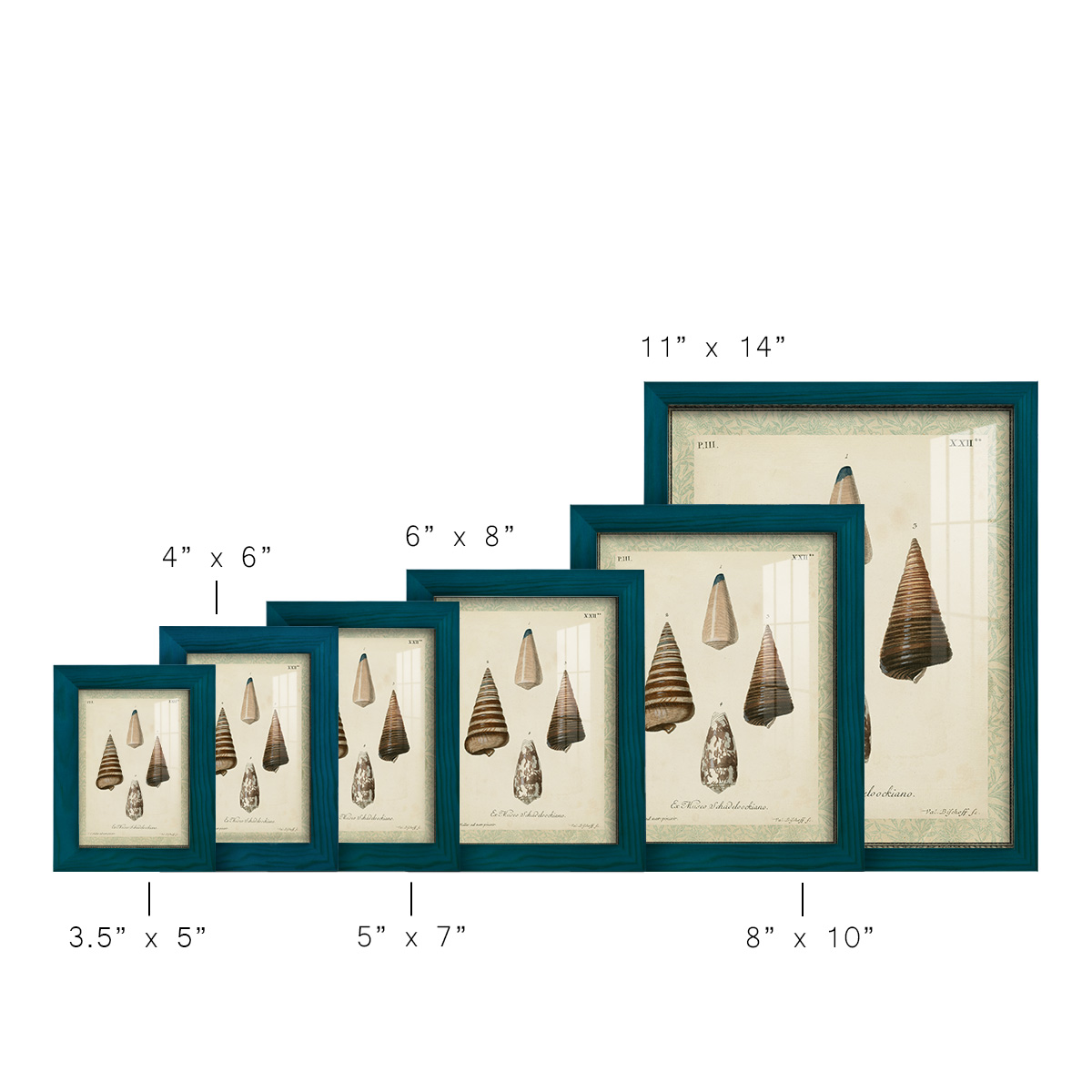 Bookplate Shells VI - Framed Print w/glass - Ocean Blue