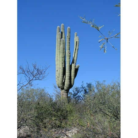 Laminated Poster Landscape Southwest Desert Cactus Nature Arizona Laminated Poster Landscape Southwest Desert Cactus Nature Arizona Print 11 X 17 Com