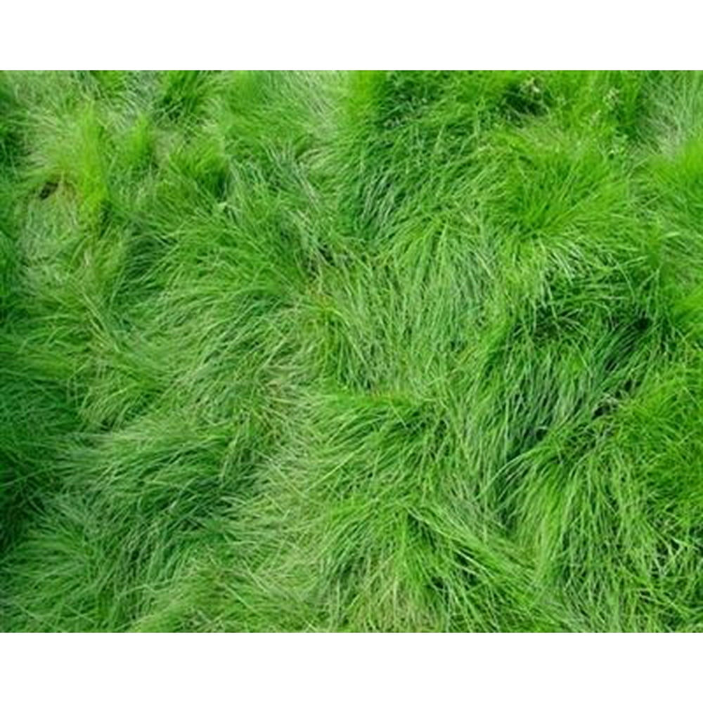 Seedranch Creeping Red Fescue Grass Seed 10 Lbs