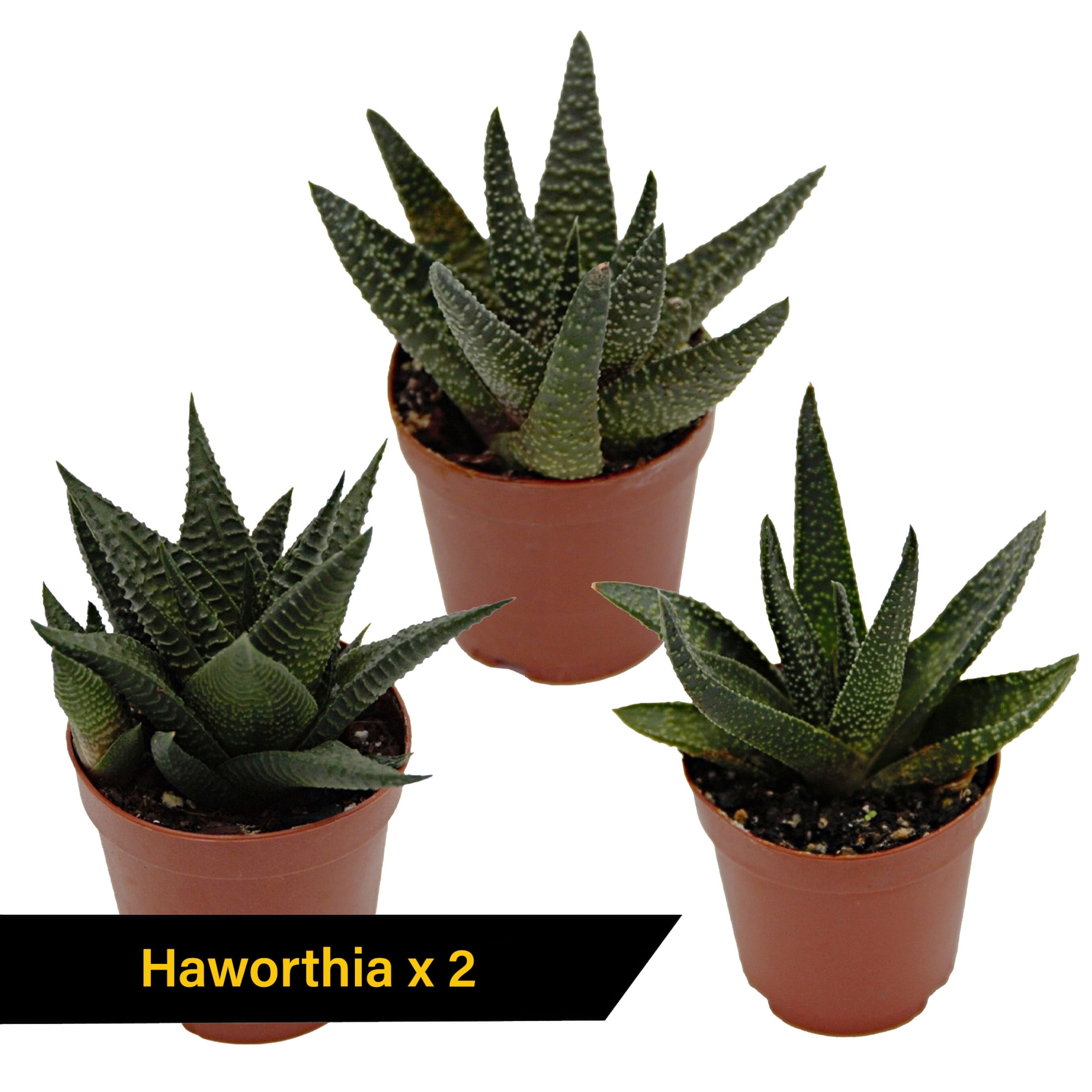 ReptiCulture Desert Plant Starter Bundle