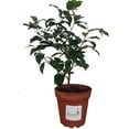 thumbnail image 4 of Mandevilla Giant Dark Pink 4 Inch Pot, 4 of 6