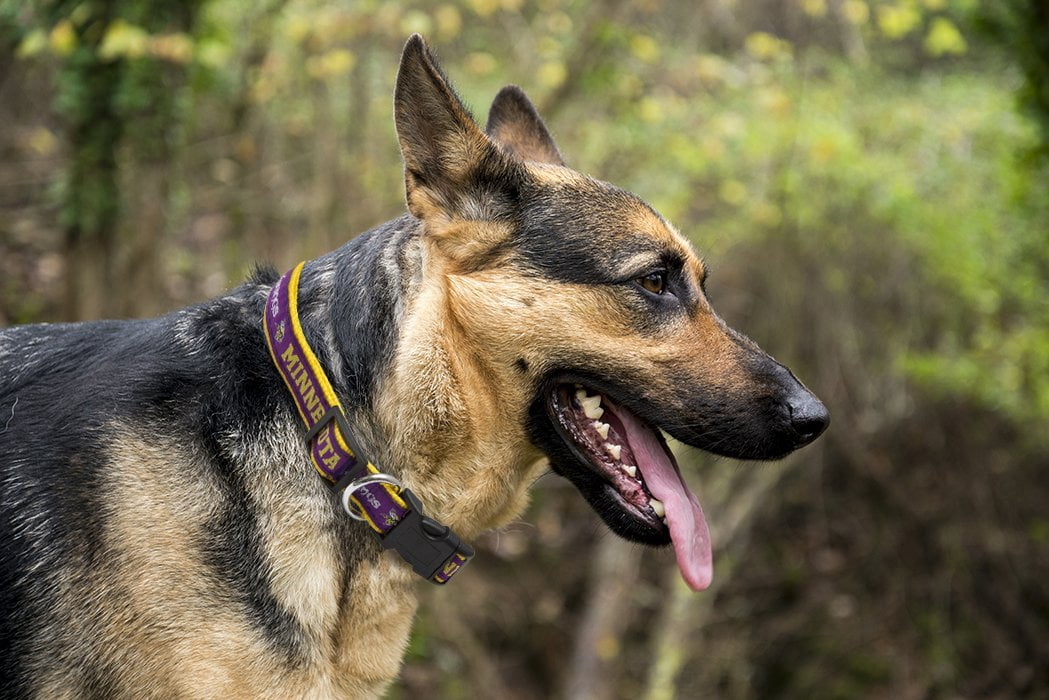 Pets First NFL Minnesota Vikings Dog Collar - Heavy-Duty, Durable & Adjustable Football Collar for Dogs/ CATS - Extra Large