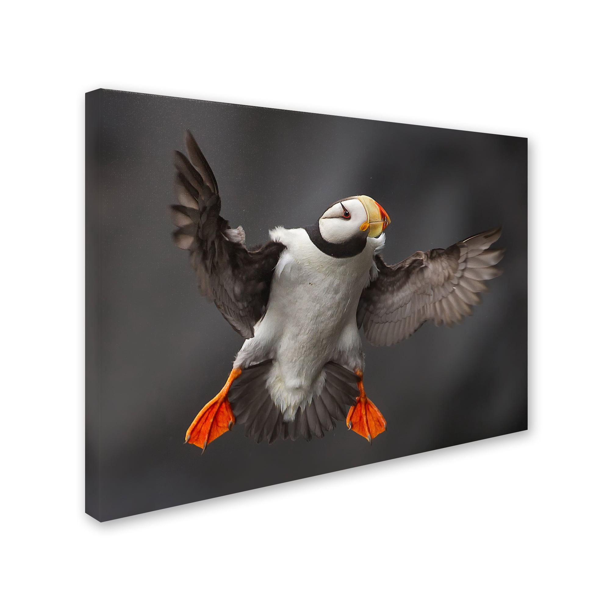 Trademark Fine Art 'Full Flaps' Canvas Art by Alfred Forns