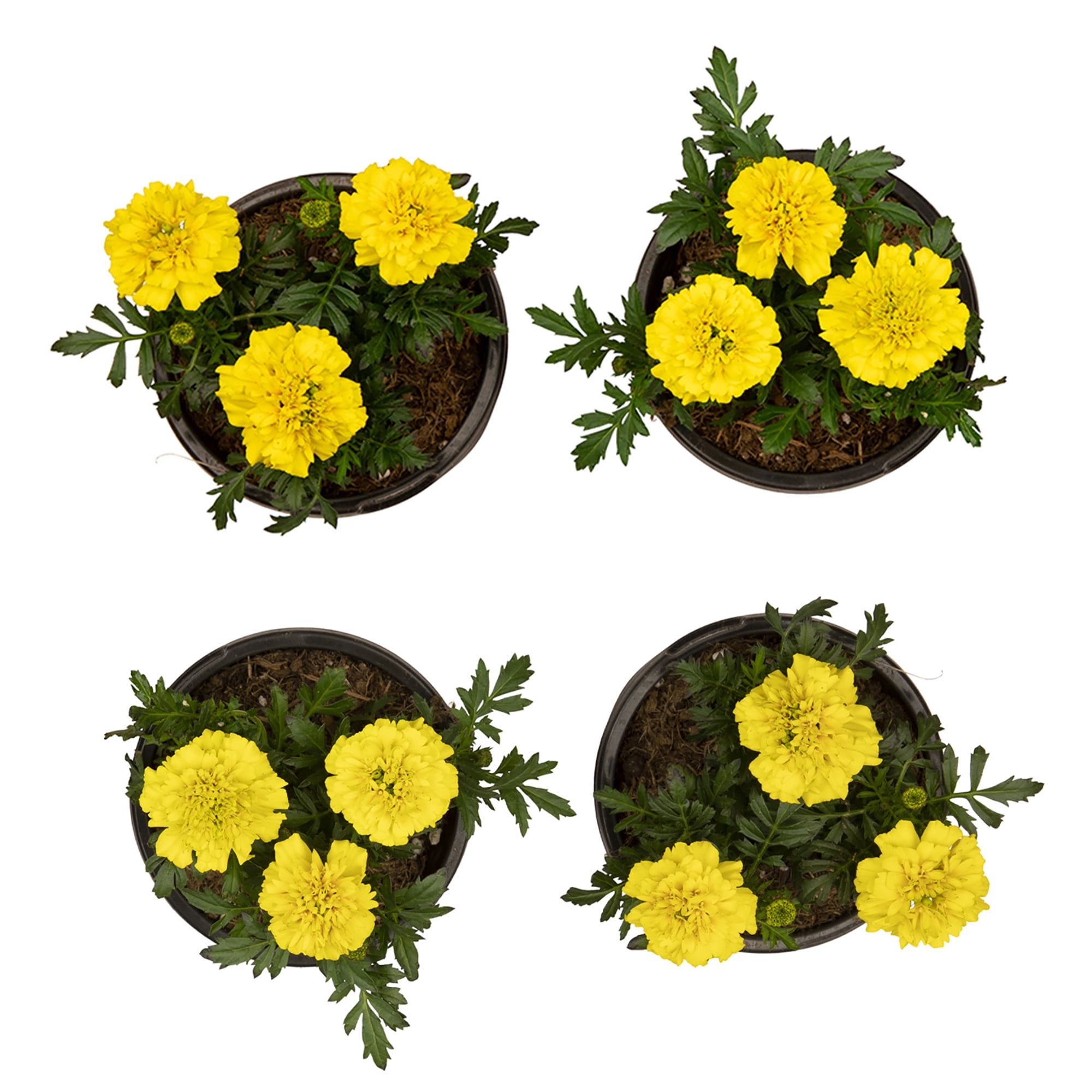 Expert Gardener 4PK Yellow Marigold Live Plant