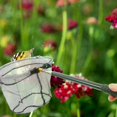 thumbnail image 4 of Telescopic Butterflies Net Stainless Steel Telescopic Bug Net Outdoor Retractable Insect Catching Net Fishing Net for Ponds, 4 of 5
