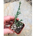 thumbnail image 5 of Ruschia Uncinata 'Doringvygie' Succulent Live Plant 2 Inch for Indoor Outdoor Home Office Garden Decor, 5 of 6