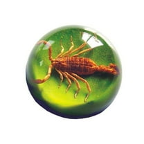 Ed Speldy East TC103 Real Bug Terrain-Small-Scorpion-Green Background