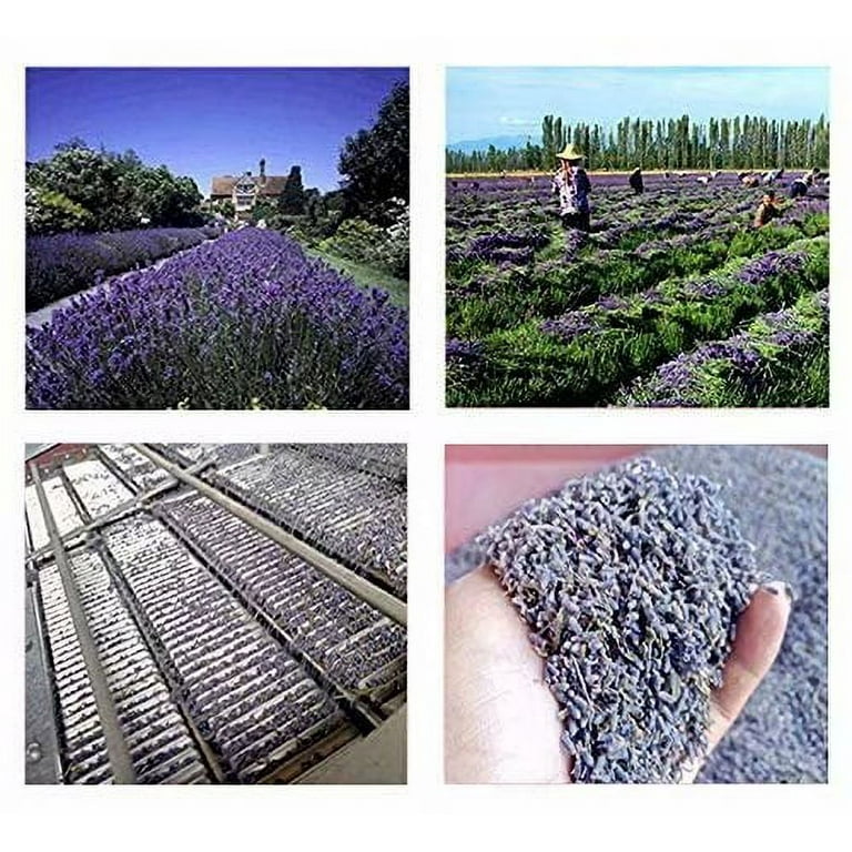 Culinary Lavender Buds | Talk ta Me Floral
