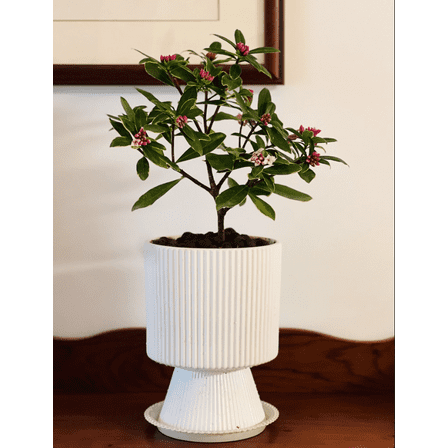 14.2 x 18.4cm Ceramic Flower Pot, Beige