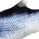 thumbnail image 4 of Electric Moving Fish Rechargeable Realistic Plush PP Cotton Simulation Wagging Fish for Gifts Toys Grass Carp, 4 of 4