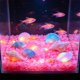 thumbnail image 1 of Pequeñas piedras romboidales que brillan en la oscuridad para sustrato de jardín y acuario: piedras fluorescentes luminosas para decoración nocturna, paisajismo acuático y detalles de caminos., 1 of 6