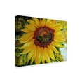 thumbnail image 2 of Trademark Fine Art 'Sundown Sunflower' Canvas Art by Marcia Baldwin, 2 of 3