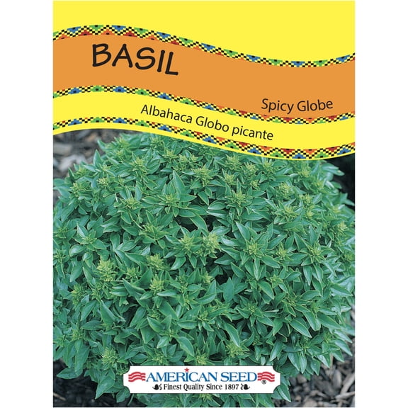 American Seed Basil Spicy Globe Annual Herb Seeds Full Sun
