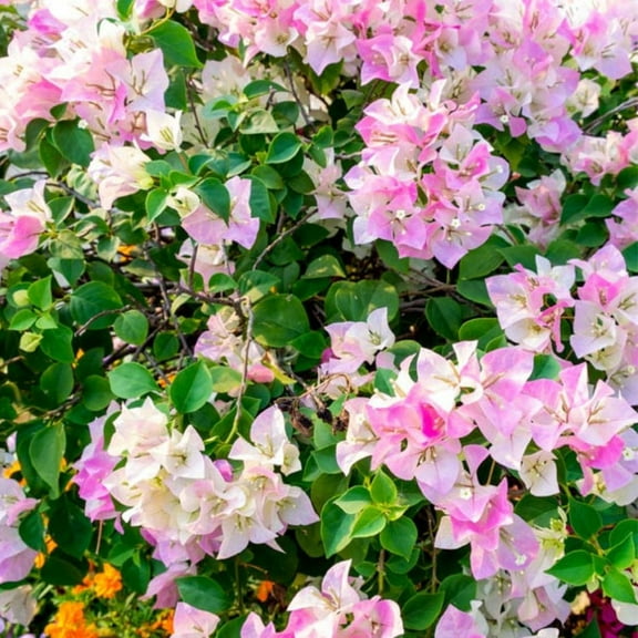 Set 3 Imperial Thai Delight Bougainvillea Flowering Live Plant 4-8 Inch, Bougainvillea Vine Starter Plant, Pink and White Bougainvillea,