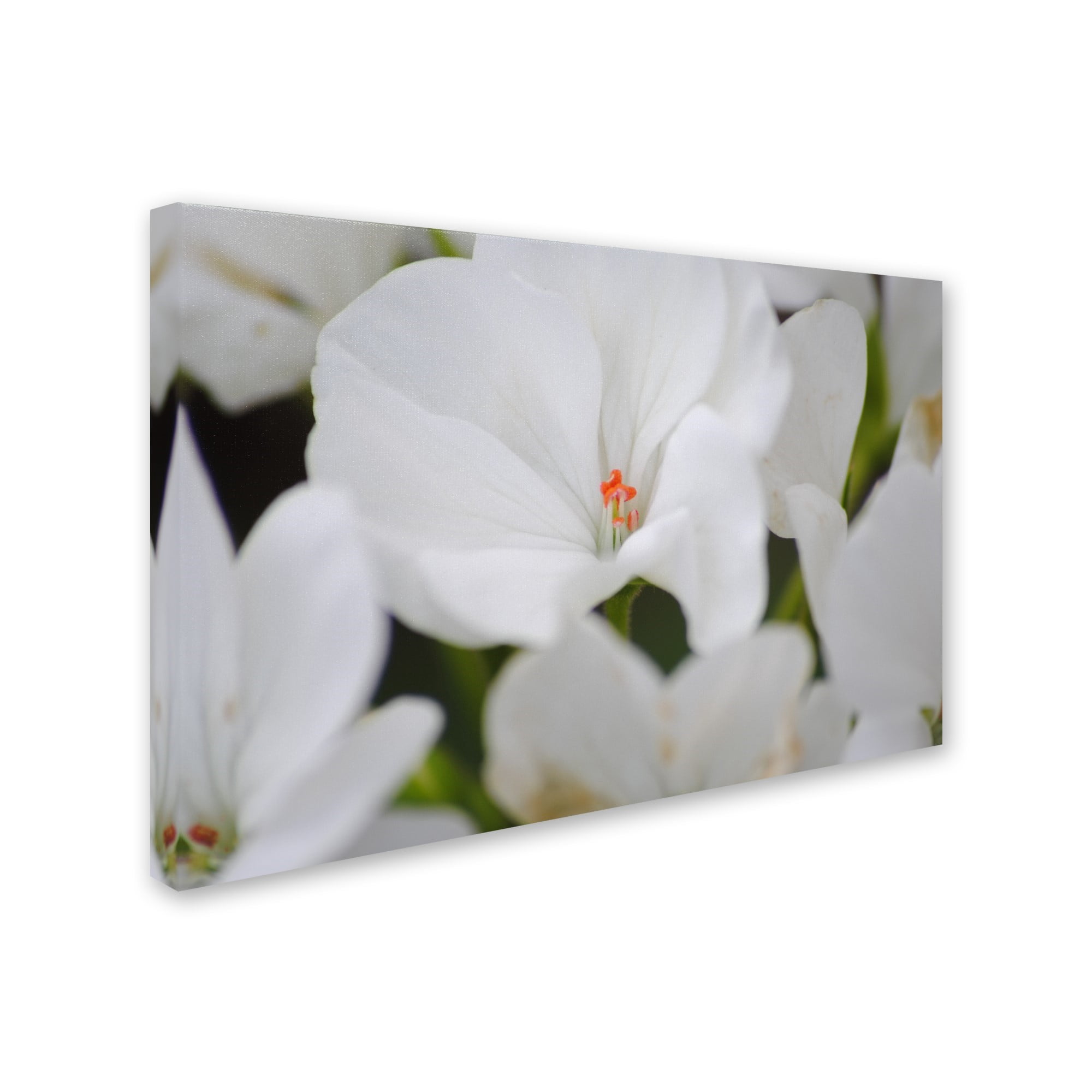 Trademark Fine Art "Clustered Jewel" Canvas Art by Monica Mize