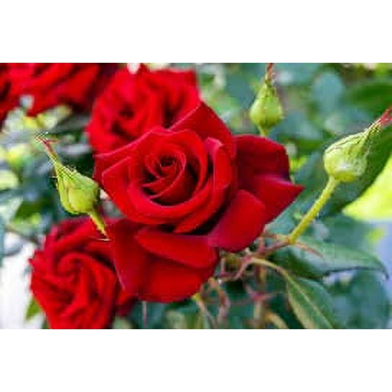 30+ Seeds| Red Rose Perennial Flower Seeds #1083 |BUY 4 GET 1 FREE| -  Walmart.com