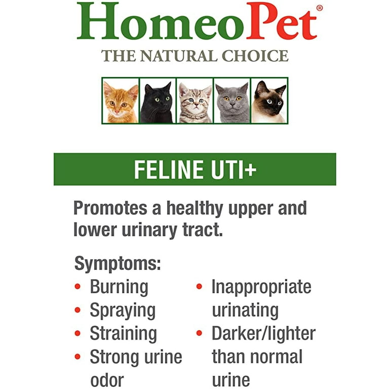 Urinary Tract Infection Cat