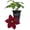 1 Plant, variant on Clematis Rosemoor - Live Starter Plant in a 2 Inch Growers Pot - Starter Plants Ready for The Garden - Rare Clematis for Collectors