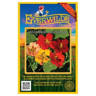 Everwilde Farms - 2000 Siberian Wallflower Garden Flower Seeds - Gold Vault Jumbo Bulk Packet