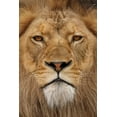thumbnail image 2 of Jones, Adam 13x18 White Modern Wood Framed Museum Art Print Titled - Adult male lion-Masai Mara-Kenya-Africa, 2 of 4