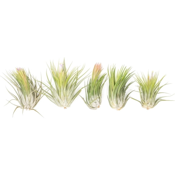 Air Plant Shop XL Tillandsia Ionantha Scaposa- Wholesale and Bulk - Succulents - Live Tillandsia - Easy Care Indoor and Outdoor House Plants (Pack of 5)