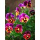 thumbnail image 3 of Cuadros Decorativos Tricolor Violet 5D DIY Diamantes Kits de pintura Full Round Drill Wall Art (L3604) Ehuebsd embutido en tela, 3 of 9