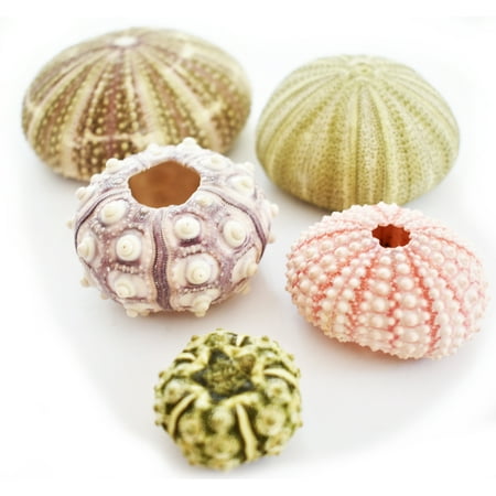 Sea Urchin Sampler: Alfonso, Sputnik, Pink, Green and Mini Sea Urchins - 5 pc