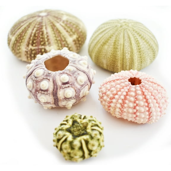 Sea Urchin Decor & Crafts Sampler: Alfonso, Sputnik, Pink, Green and Mini Sea Urchins - 5 pc