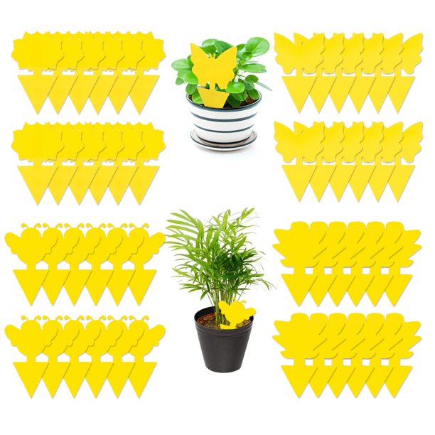 Samerd 48 Pack Sticky Fruit Fly Fungus Gnat Killer Trap NonToxic