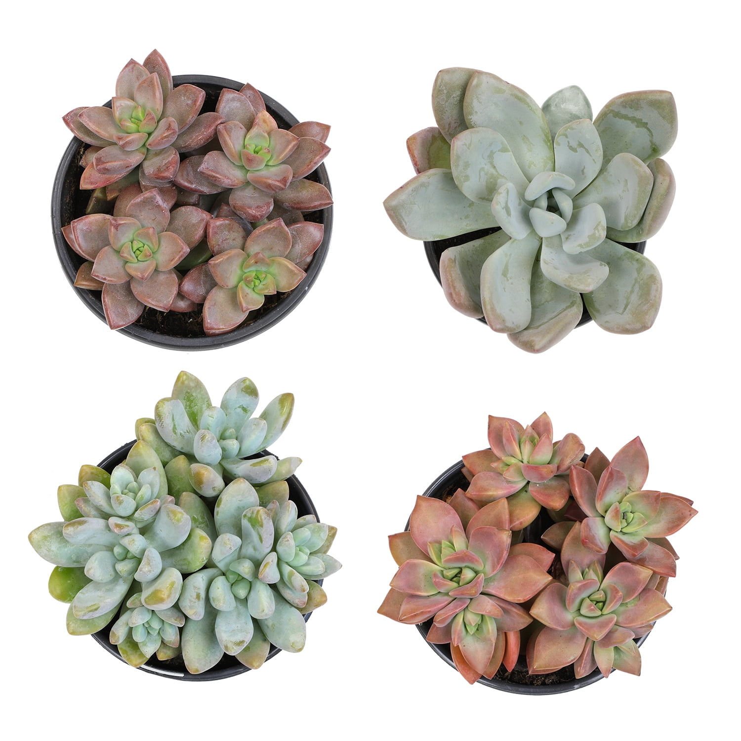 Element by Altman Plants 4 pack of 1 Quart Asst Hybrid Succulents