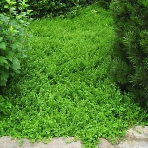 

Green Carpet (Herniaria Glabra)- 100 seeds Seeds-