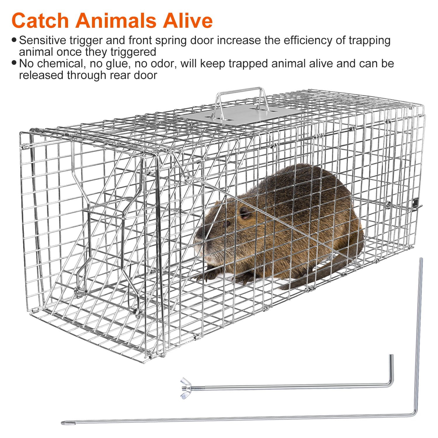 Humane Animal Trap Cage (30.51x11.02x11.81in) - Galvanized Sturdy Wire Mesh, Sensitive Trigger & Dual Doors, Handle Guard Plate, Collapsible for Raccoons, Opossums, Skunks Under 16.5lbs