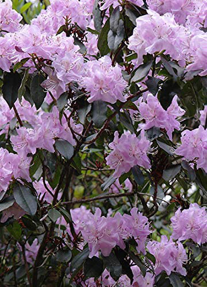 30+ Mixed Azalea Rhododendron simsii Seeds Schlippenbachii Bush Shrub Flowers Plant - image 3 of 3