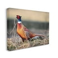 thumbnail image 3 of Stupell Industries Lone Pheasant Bird Grassy Forest Floor Wildlife Photograph Gallery Wrapped Canvas Print Wall Art, Design by James Dobson, 3 of 7