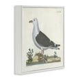 thumbnail image 3 of Stupell Industries Vintage Seagull Study Diagram Animals Painting White Framed Art Print Wall Art, 17 x 17, 3 of 8