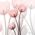 thumbnail image 3 of Koetsier, Albert 15x15 Black Modern Framed Museum Art Print Titled - Blush Luster Tulips, 3 of 5