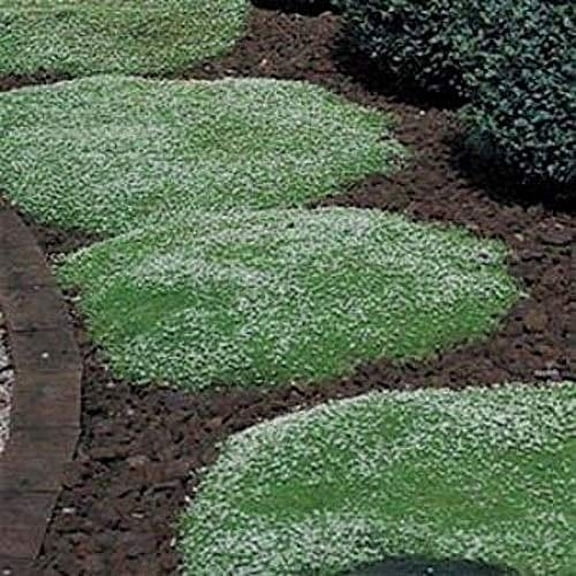 Irish Moss Seeds - 100  Seeds - Grow Stunning Ground Cover That Blooms Attractive White Flowers - Made in USA