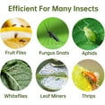 thumbnail image 5 of 36 Pack Fruit Fly Traps for Indoors, Gnat House Indoor, Sticky Fungus Gnats Killer Mosquito and Flying Insects, Bug Pest Insect Catcher Houseplant, 5 of 5