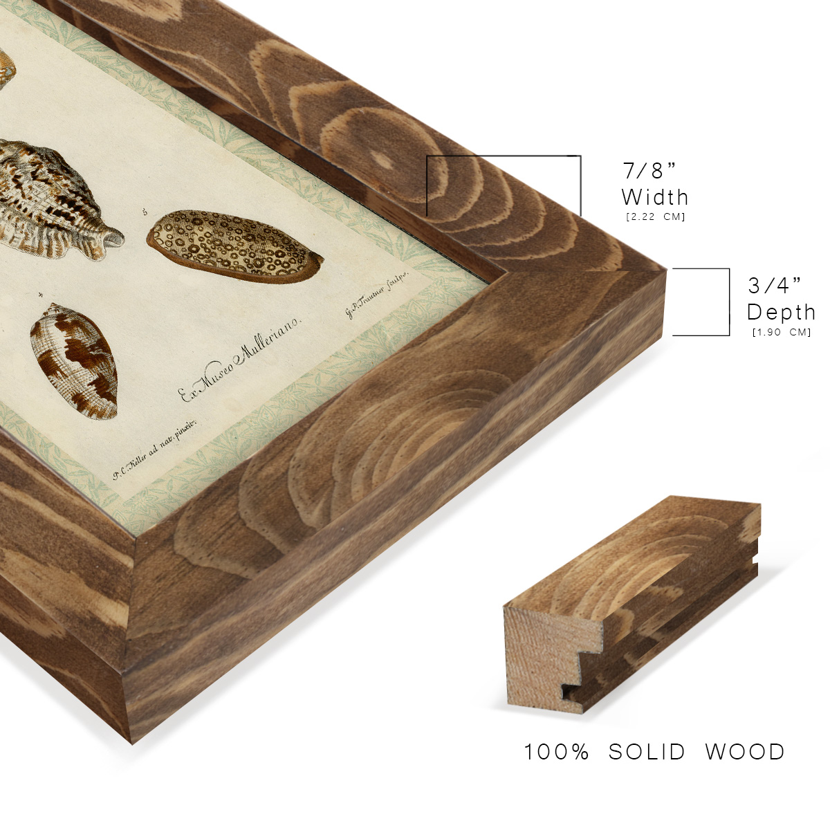 Bookplate Shells II - Framed Print w/glass - Walnut