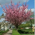 thumbnail image 3 of Japanese Flowering Cherry Blossom Bonsai Seeds, Sakura Bonsai Seeds - Fresh Exotic Rare Bonsai Seeds - (10 Seeds), 3 of 4