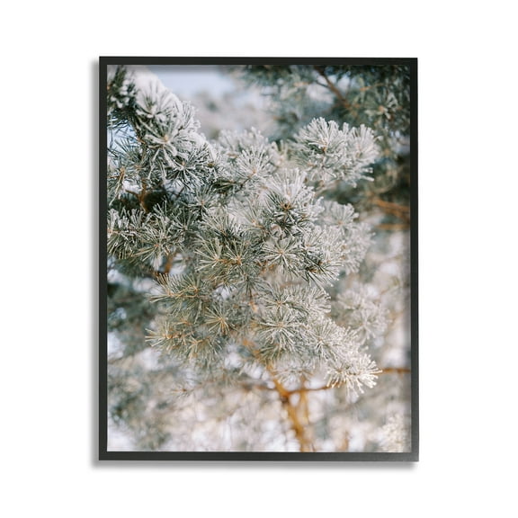 Stupell Industries Frosted Fir Tree Branches Landscape Photography Black Framed Art Print Wall Art, 11 x 14