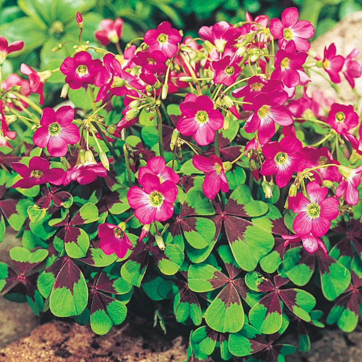Iron Cross Good Luck Plant (Oxalis) Dormant Flowering Bulbs (15Pack)