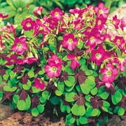 Iron Cross Good Luck Plant (Oxalis) Dormant Flowering Bulbs (15-Pack)